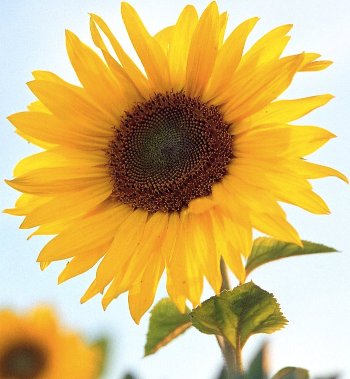 תמונה בגודל אמיתית של  Sunflower .